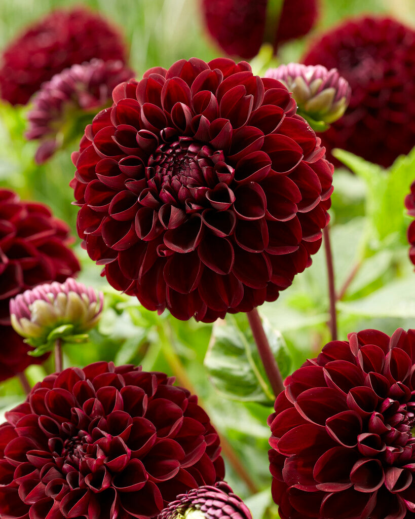 Dahlia Pompon Dark Spirit 1-pack